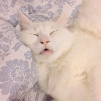 Ankara Kedisi, Kedi  Pamuk fotoğrafı