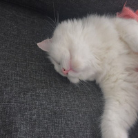 Ankara Kedisi, Kedi  Pamuk fotoğrafı