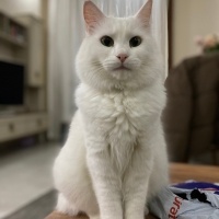 Ankara Kedisi, Kedi  Pamuk fotoğrafı
