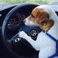 Jack Russell Terrier, Köpek  Maylo fotoğrafı