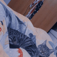 Tekir Kedi, Kedi  Mırmır fotoğrafı