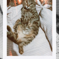Tekir Kedi, Kedi  Mırmır fotoğrafı