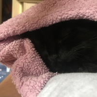 Bombay, Kedi  Gece fotoğrafı