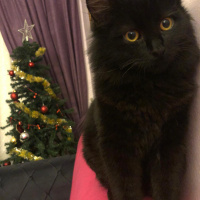 Bombay, Kedi  Gece fotoğrafı