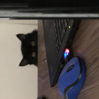 Bombay, Kedi  Gece fotoğrafı