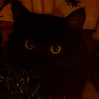 Bombay, Kedi  Gece fotoğrafı
