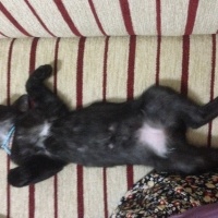 Tekir Kedi, Kedi  Zeytin fotoğrafı