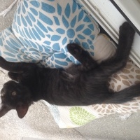 Tekir Kedi, Kedi  Zeytin fotoğrafı