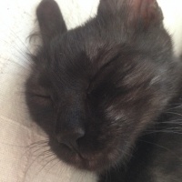 Tekir Kedi, Kedi  Zeytin fotoğrafı