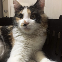 Tekir Kedi, Kedi  Limon fotoğrafı