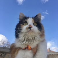 Tekir Kedi, Kedi  Limon fotoğrafı