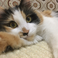 Tekir Kedi, Kedi  Limon fotoğrafı