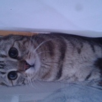 Tekir Kedi, Kedi  Kedi fotoğrafı