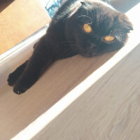 Scottish Fold, Kedi  Lilly fotoğrafı