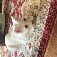Ankara Kedisi, Kedi  Pamuk fotoğrafı