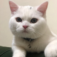 British Shorthair, Kedi  Nunik fotoğrafı