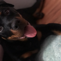 Rottweiler, Köpek  Hera fotoğrafı