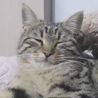 Tekir Kedi, Kedi  Bade fotoğrafı