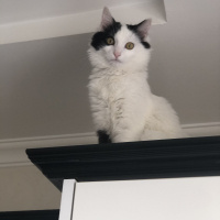 Tekir Kedi, Kedi  Pamuk fotoğrafı