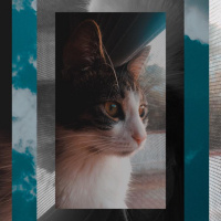 Tekir Kedi, Kedi  AFİTAP fotoğrafı