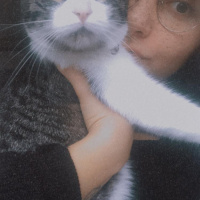 Tekir Kedi, Kedi  AFİTAP fotoğrafı