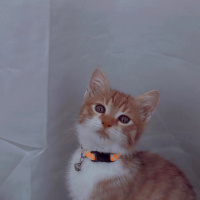 Sarman, Kedi  Dobby fotoğrafı