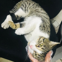 Tekir Kedi, Kedi  veteriner hekimden romeo sahiplendiriliyor fotoğrafı