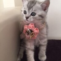 British Shorthair, Kedi  cucu fotoğrafı