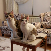 Tekir Kedi, Kedi  Dobby fotoğrafı