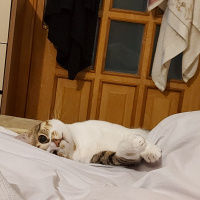 Tekir Kedi, Kedi  Dobby fotoğrafı