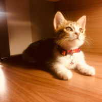 Tekir Kedi, Kedi  Dobby fotoğrafı