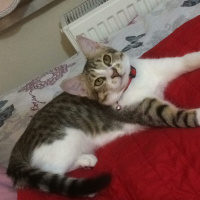 Tekir Kedi, Kedi  Dobby fotoğrafı