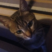 Tekir Kedi, Kedi  Pırpık fotoğrafı