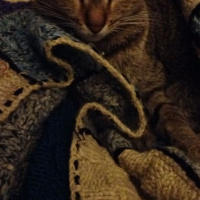 Tekir Kedi, Kedi  Pırpık fotoğrafı