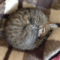 Tekir Kedi, Kedi  Pırpık fotoğrafı