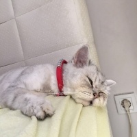İran Kedisi (Persian), Kedi  Şila fotoğrafı