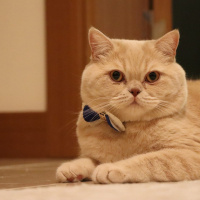 Exotic Shorthair, Kedi  Çilek fotoğrafı