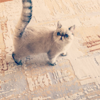 Exotic Shorthair, Kedi  Çilek fotoğrafı