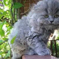 Scottish Fold, Kedi  capkin fotoğrafı