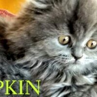 Scottish Fold, Kedi  capkin fotoğrafı