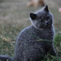 Scottish Fold, Kedi  capkin fotoğrafı