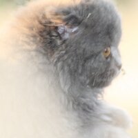 Scottish Fold, Kedi  capkin fotoğrafı