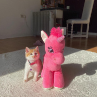 Tekir Kedi, Kedi  Olaf fotoğrafı