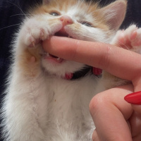 Tekir Kedi, Kedi  Olaf fotoğrafı