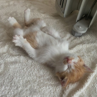 Tekir Kedi, Kedi  Olaf fotoğrafı