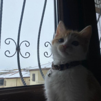 Tekir Kedi, Kedi  Olaf fotoğrafı