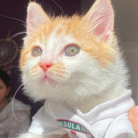Tekir Kedi, Kedi  Olaf fotoğrafı