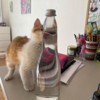 Tekir Kedi, Kedi  Olaf fotoğrafı