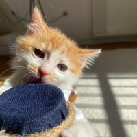Tekir Kedi, Kedi  Olaf fotoğrafı