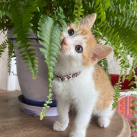 Tekir Kedi, Kedi  Olaf fotoğrafı